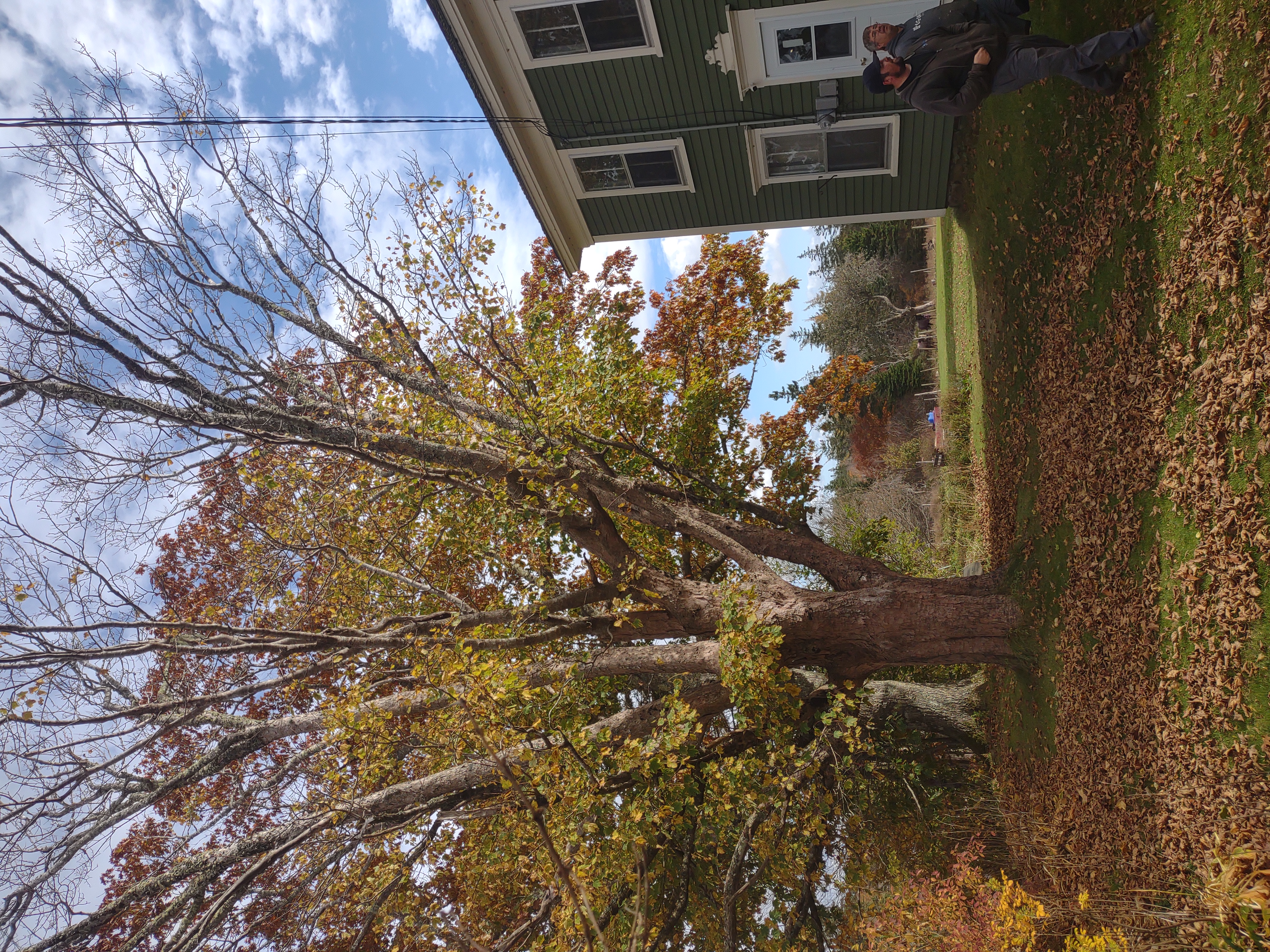 Large hazardous tree near a house and nearby service line before controlled removal