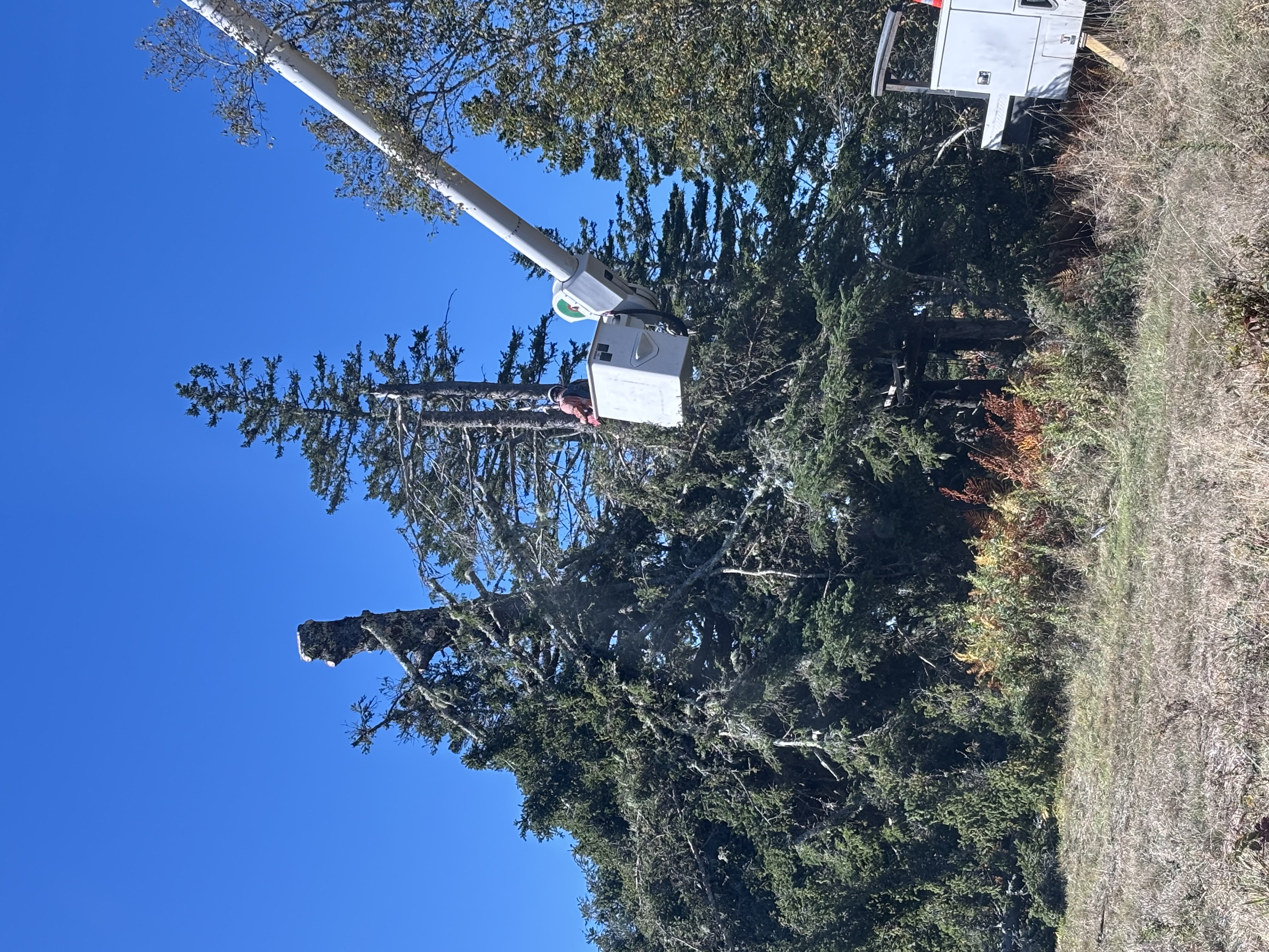 Aerial bucket truck tree work