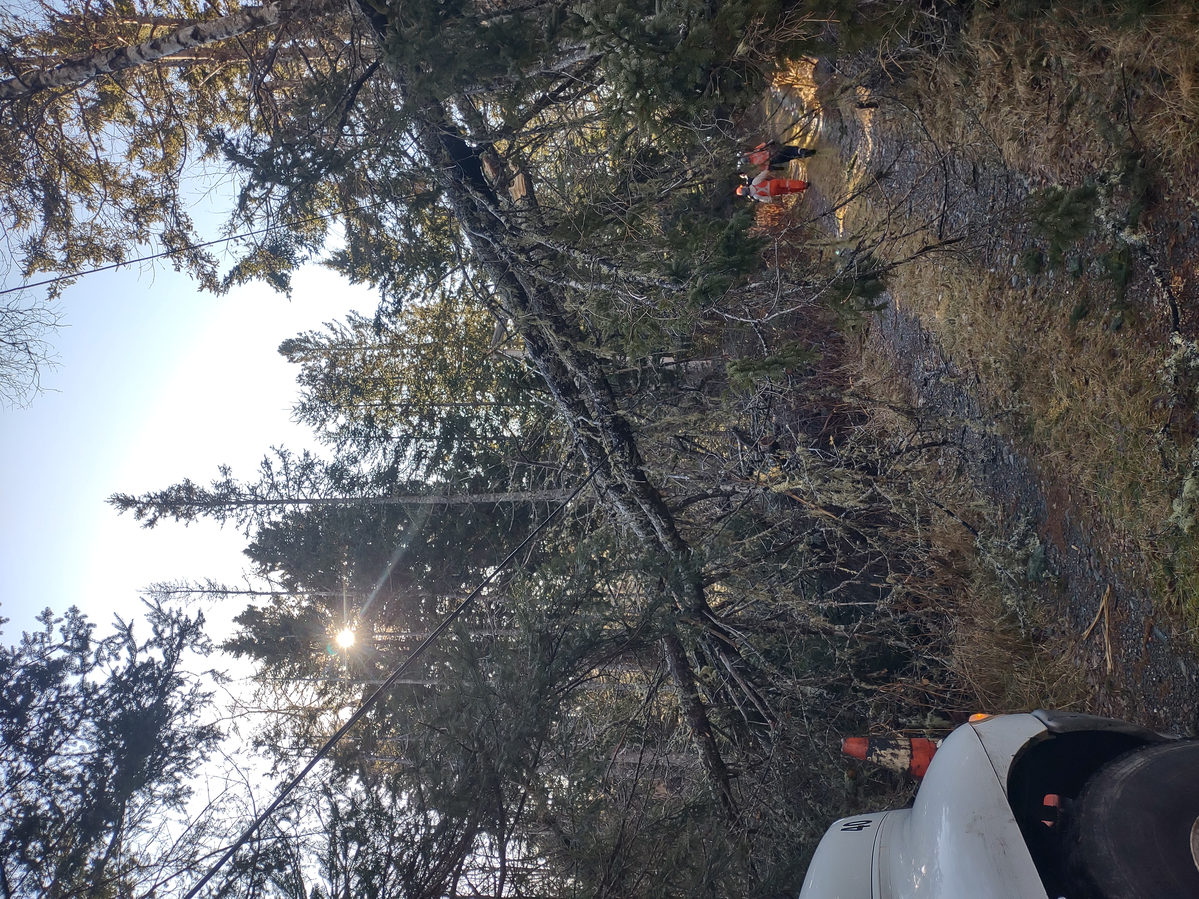 Storm-damaged tree near overhead lines